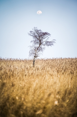 Yksinäinen puu