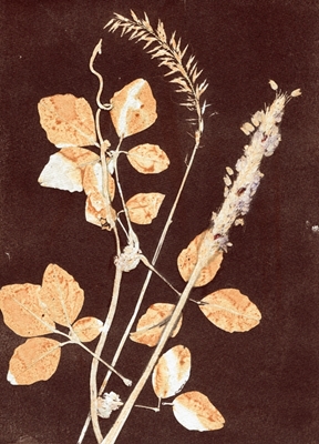 Liście botaniczne brązowa ochra