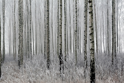 Bjørkeskog i rimfrost