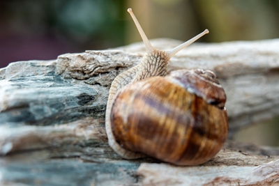 Vineyard snail on the move
