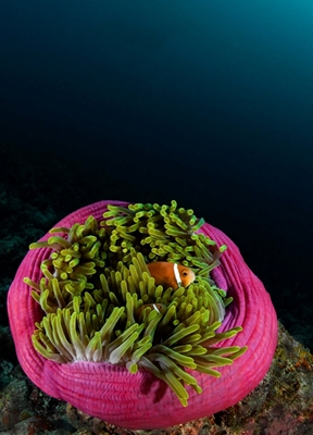 Smuk anemone med sin indbygger