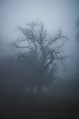 Árvore de nevoeiro misteriosa