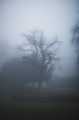 Silhueta da árvore do nevoeiro