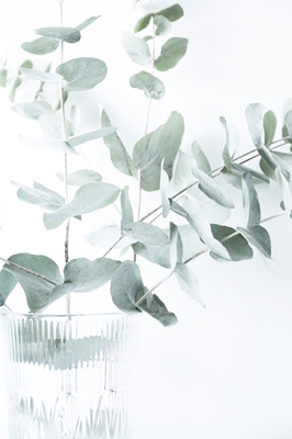 Eukalyptus grener i en vase