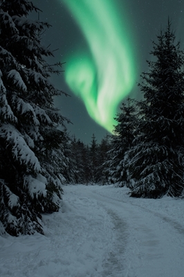 Sentiero nella foresta dell'aurora boreale