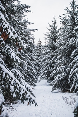 Snowy Fir Trail