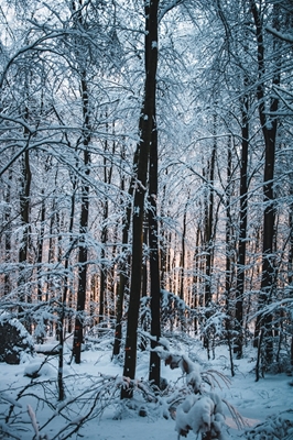 Amanhecer na floresta de neve