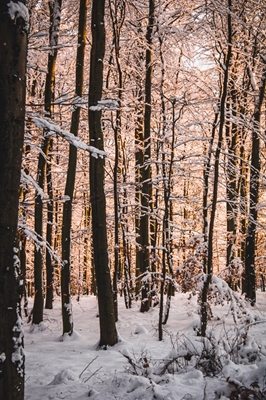 Winter Sun Forest