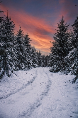 Snowy Evening Trail