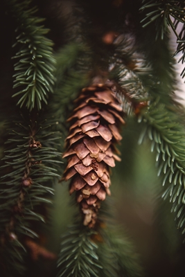 The Pinecone In The Forest