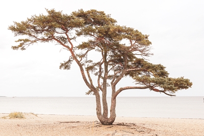 Drzewo w Åhus