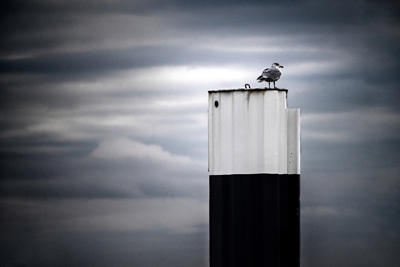 Seagull on a black an white  s