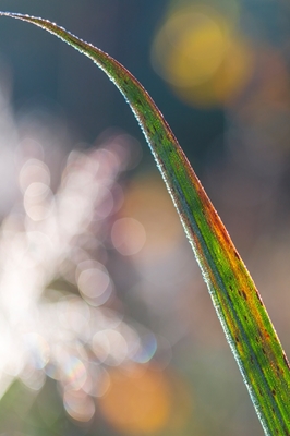 colorful reed leaf