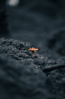 Kouzelná houba
