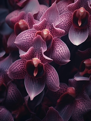 Lilla orkideer