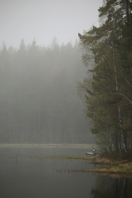 Mlhavý den u jezera