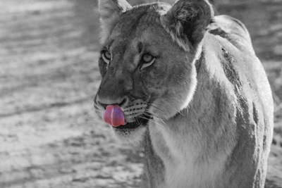 Lev s růžovým jazykem
