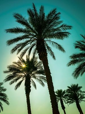 Hoge palmen
