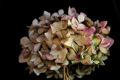 Een gedroogde en roze hortensia