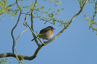 Robin in primavera