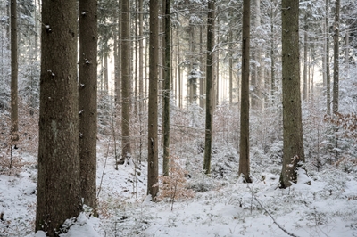 Wintery forest