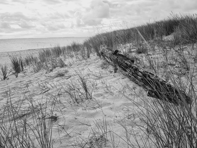 Driftwood na praia