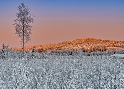 Mid-Winter Landschap
