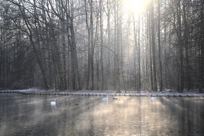Wintery Swan Lake