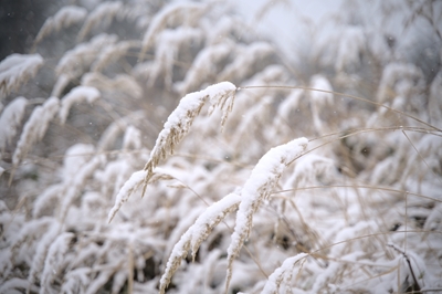 Briznas de hierba cubiertas de nieve