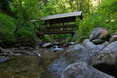 Bridge over stream in forest.