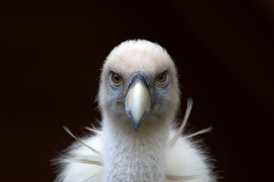 Eye to eye with a vulture.