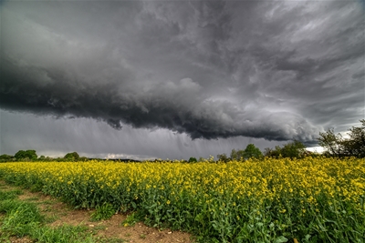 Thunderstorm over a rapeseed