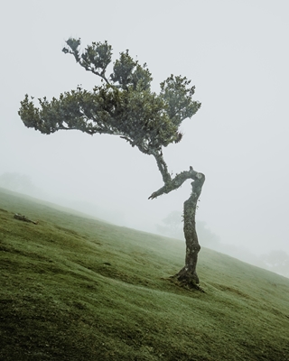 Træ i tågen