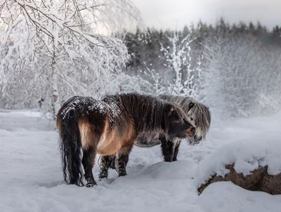 Shettlands ponnier i snøen