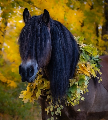 The autumn horse