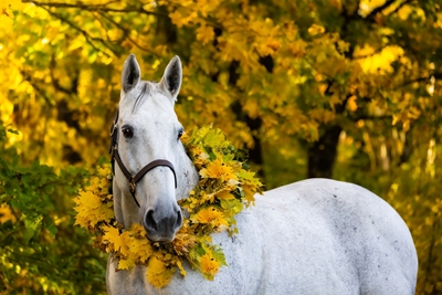 Biały jesienny koń