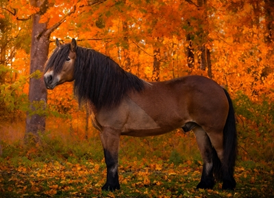 O cavalo do norte da Suécia na floresta de outono