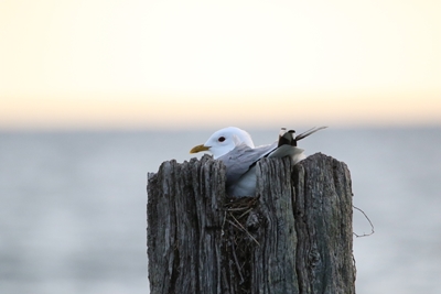 Seagulls in their nest