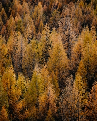 Larch forest