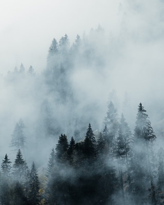 Tåge skov