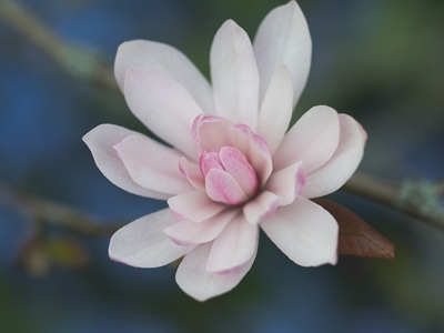 magnolia dream