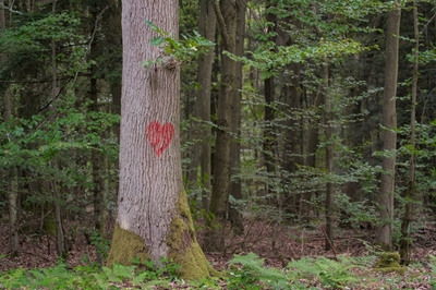 A heart for trees