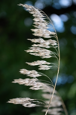 Grass blade in the wind