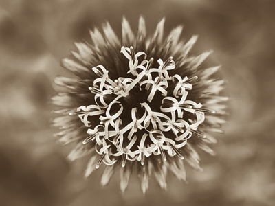Head of a ball thistle 