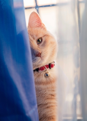 Piccolo gatto vicino alla finestra