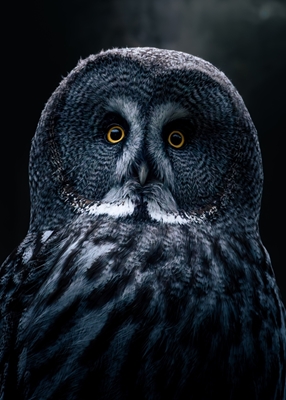 Great Gray Owl at Night