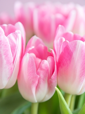 Dutch spring tulips in pink