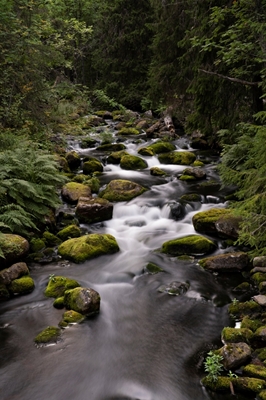 Leśny potok w Njupeskär
