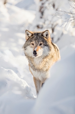 Wilki w Krainie Zimy