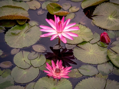 Water lily dream